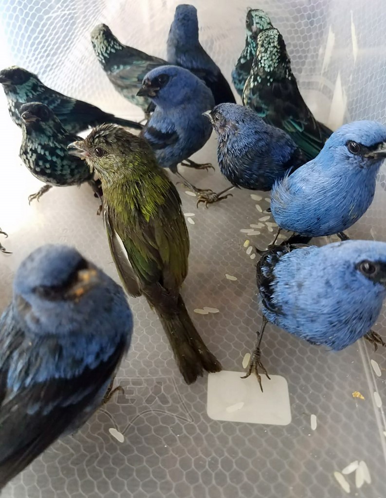 Las aves silvestres en Perú están protegidas por el Estados; hay más de mil 800 especies de aves en el país sudamericano. (AFP)