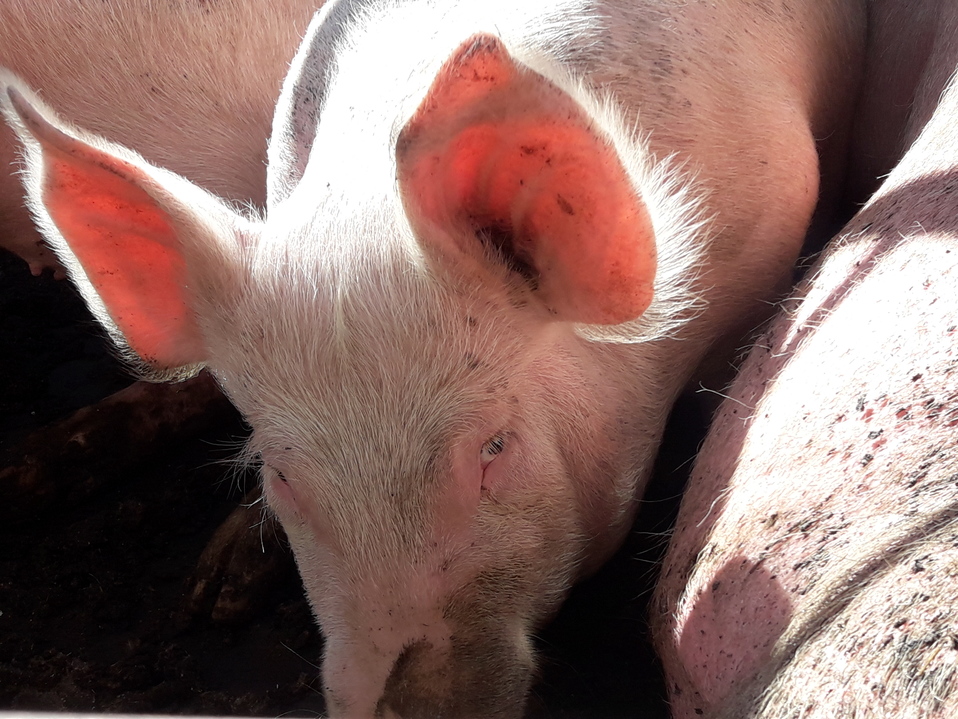 Foto: Animal Save