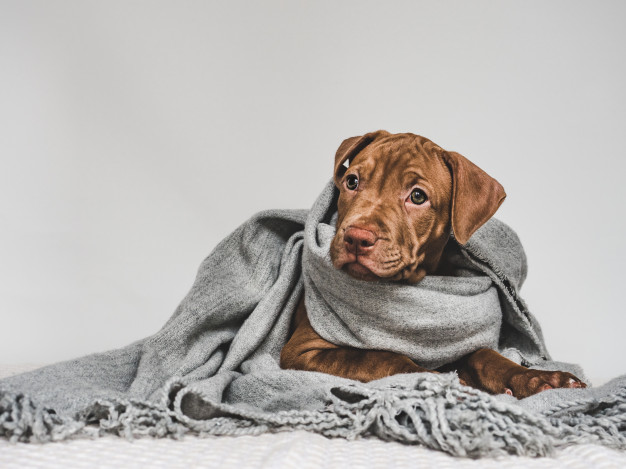 Es importante mantener a los animales de compañía abrigados (Cortesía)