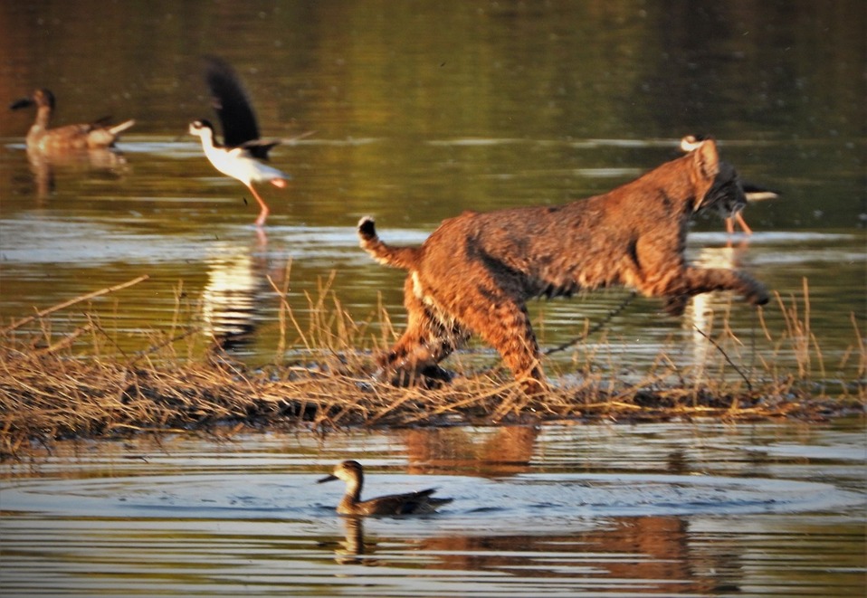 Lince americano. Foto: Mauricio Mena