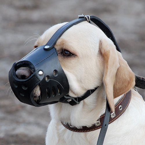 Perro agresivo. (Cortesía)