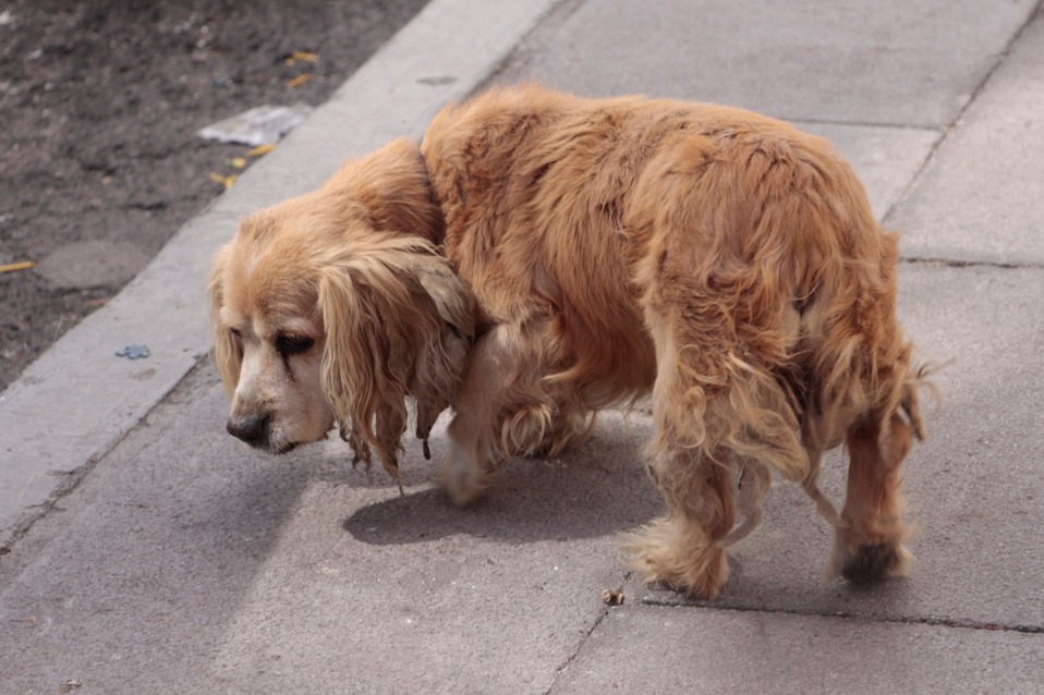 La principal queja por parte de los ciudadanos es el abandono de mascotas en la azotea,  sin alimentos ni agua. (Melanie Torres)