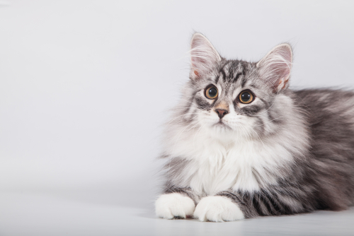 La vecina llegó a ponerle a Ozzy un collar con su número telefónico (Shutterstock).