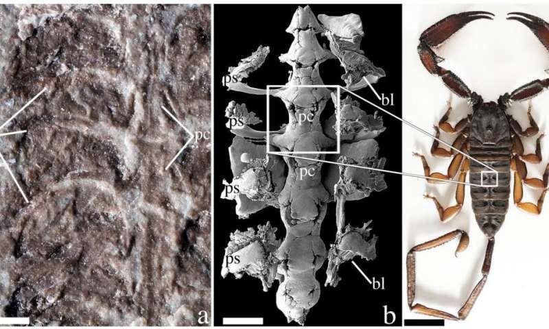 Este escorpión vivió hace 437 millones de años. (DPA)