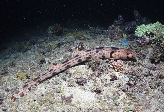 Hasta ahora suman nueve las especies de tiburones caminantes conocidas. (DPA)