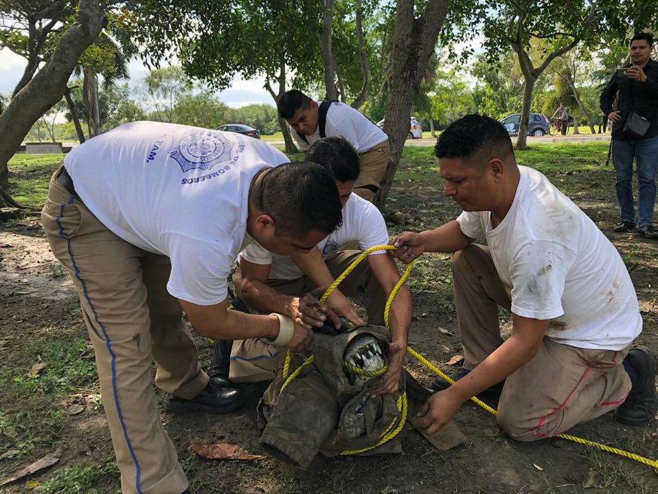 Cocodrilos en Tampico (Foto/Noel Vergara)