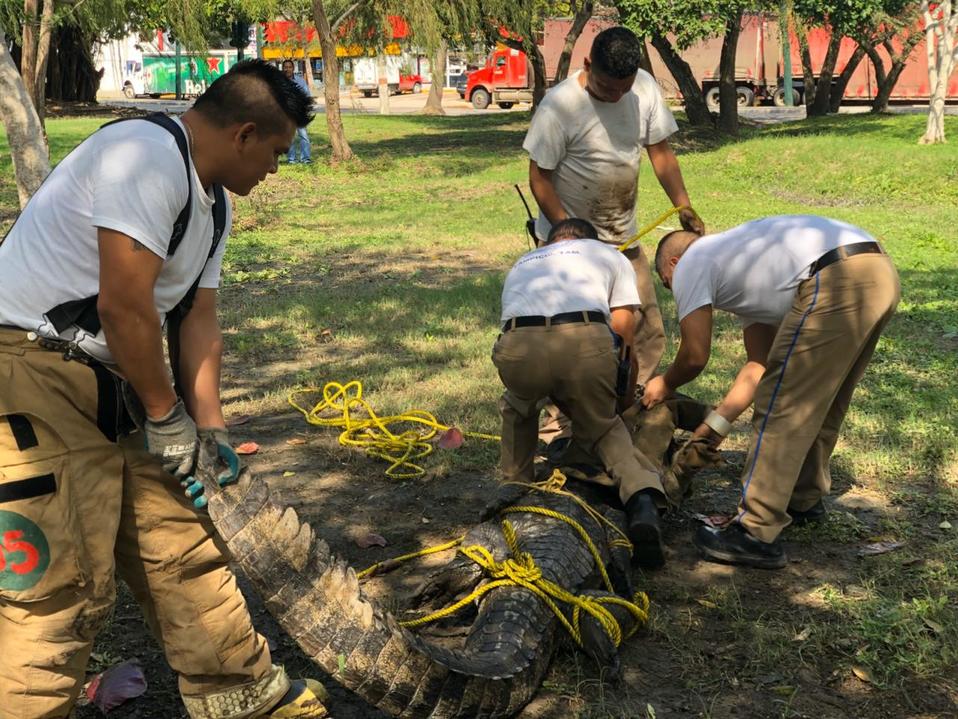 Cocodrilos en Tampico (Foto/Noel Vergara)
