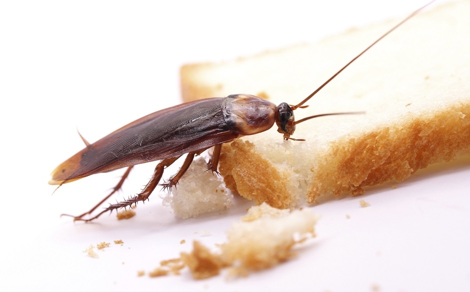 cucaracha
