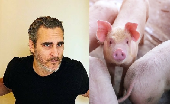 Joaquín Phoenix visitó un matadero de cerdos nada más ganar el premio SAG. (Instagram)