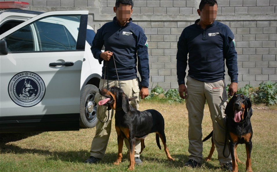 Tamaulipas integra a dos perros para búsqueda de desaparecidos (Foto/CORTESÍA)