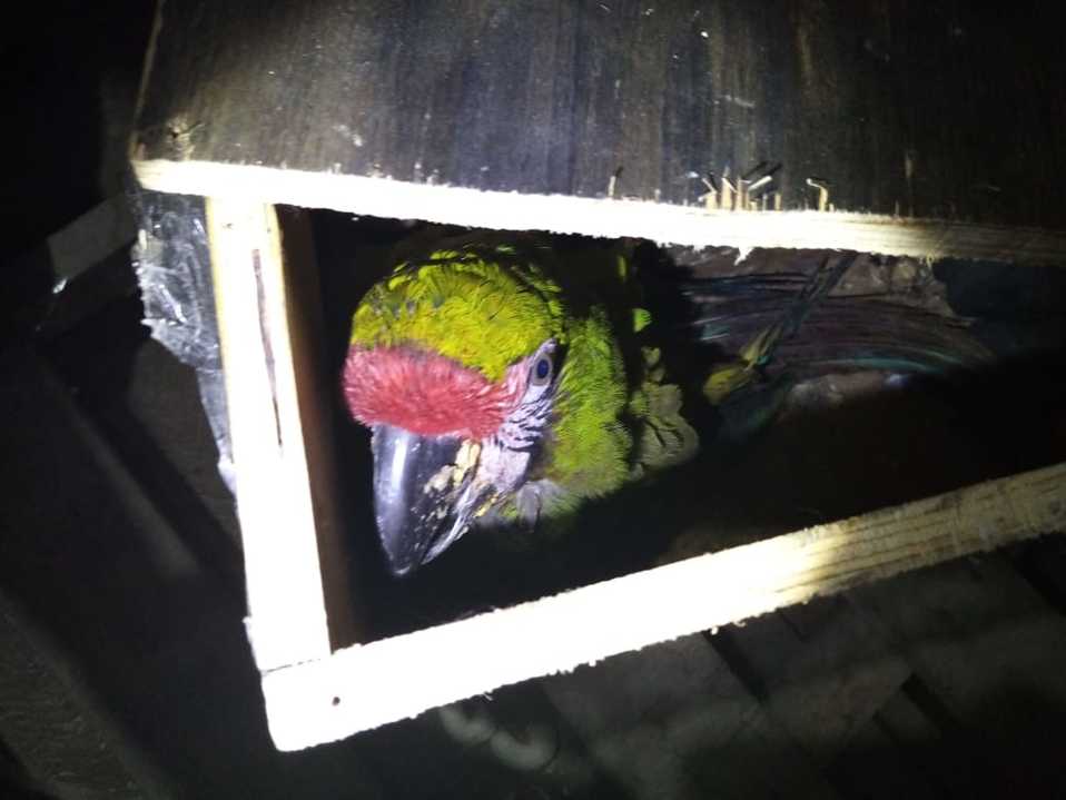 El paquete donde venía la guacamaya era procedente de Guadalajara, Jalisco. (Especial)