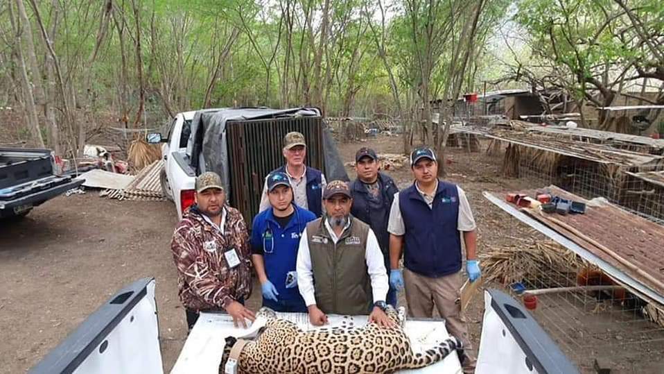 Capturan a jaguar que comía gallos de pelea en Tamaulipas (Foto/Vía Facebook)