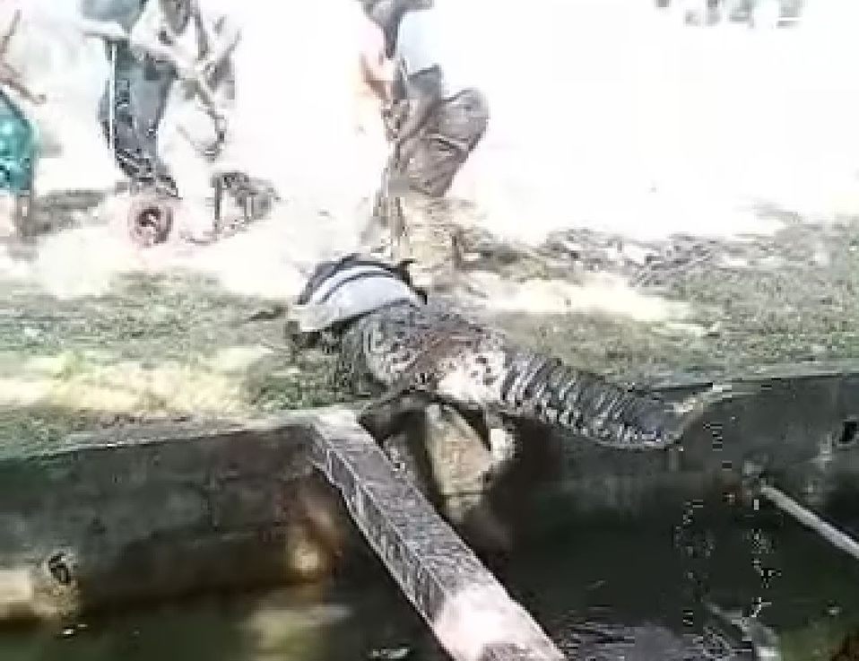 Cocodrilo es capturado en Ciudad Madero.