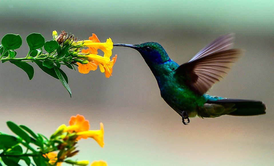 Panamá. Un colibrí se alimenta del néctar de una flor en Boquete, provincia de Chiriquí. (AFP)