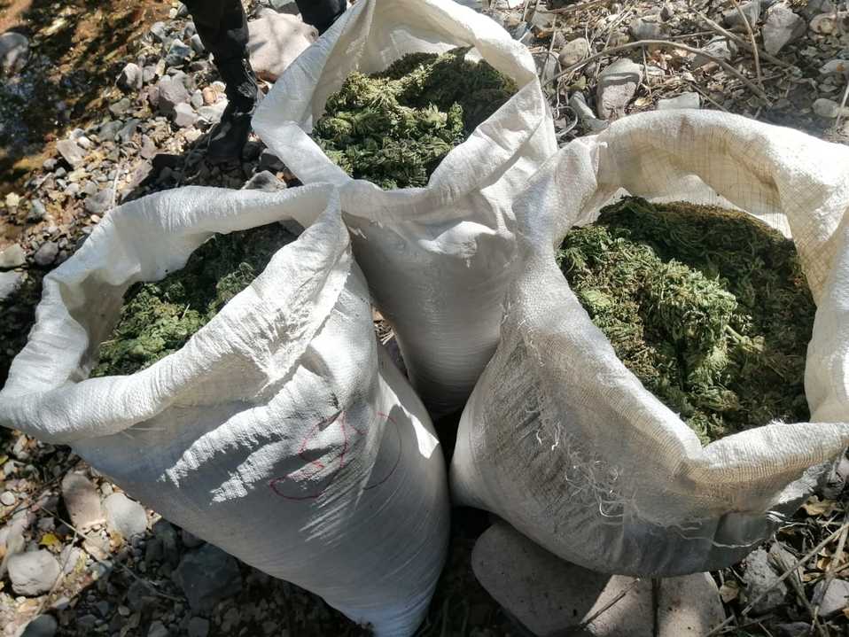 Aseguran 40 kilos de droga en Ahualulco (Cortesía)