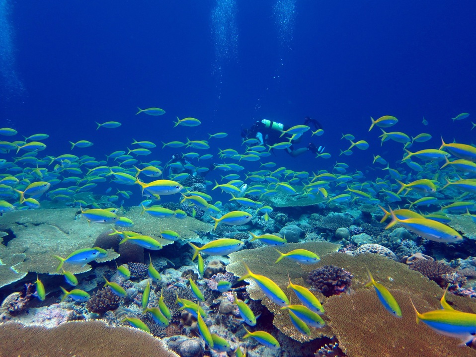 La biodiversidad mundial está amenazada. (DPA)