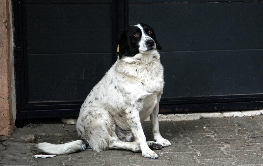 Perro callejero se encarga de ayudar a niños a cruzar la calle  (EFE).