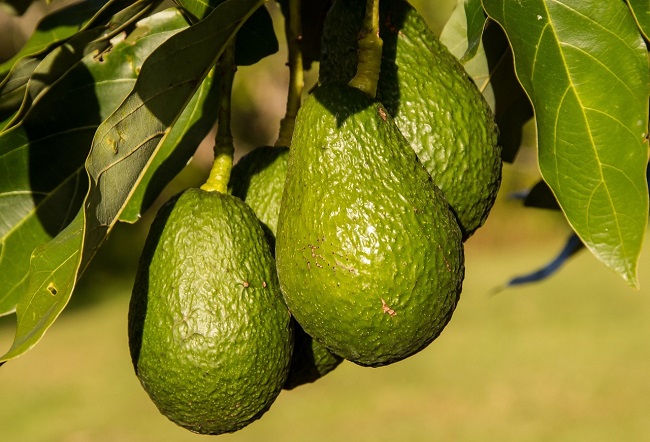 El aguacate mexicano estará presente en la Súper Bowl 2020. Foto: (Especial)