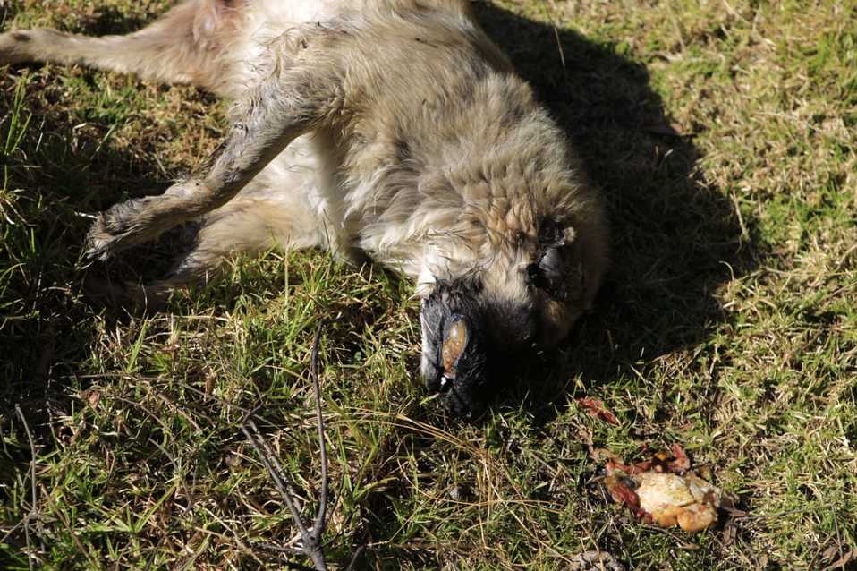 Uno de los 53 perros que fueron envenenados en Canoa. (Andrés Lobato)