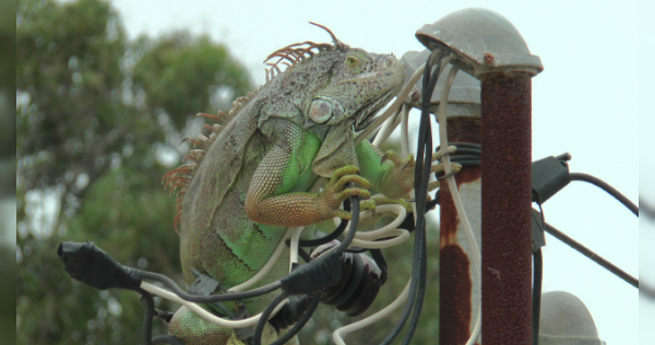 Iguana en poste de luz de Madero (Foto/Cortesía)