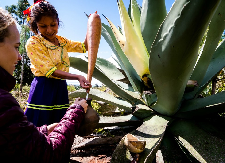 Mujer Milenaria extrayendo el aguamiel de la penca del Maguey (Especial/ Douglas Favero).