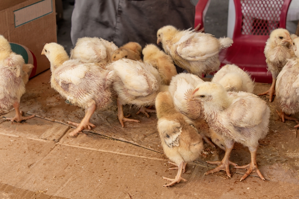 En Francia, prohíben triturar crías de gallina (Shutterstock).