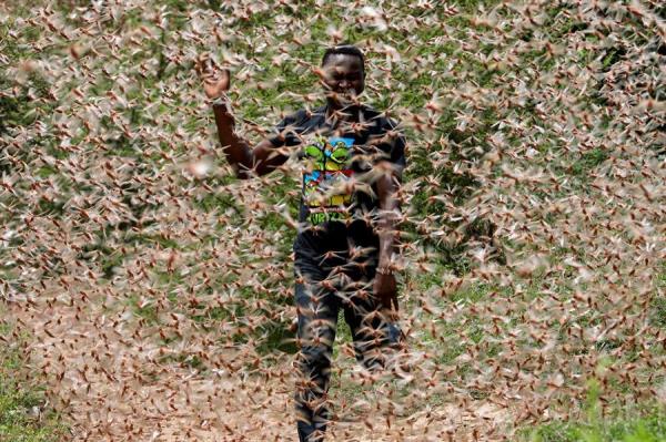Un hombre atraviesa un enjambre de langostas del desierto en el monte cerca de Enziu, al este de la capital, Nairobi, Kenia. (EFE)