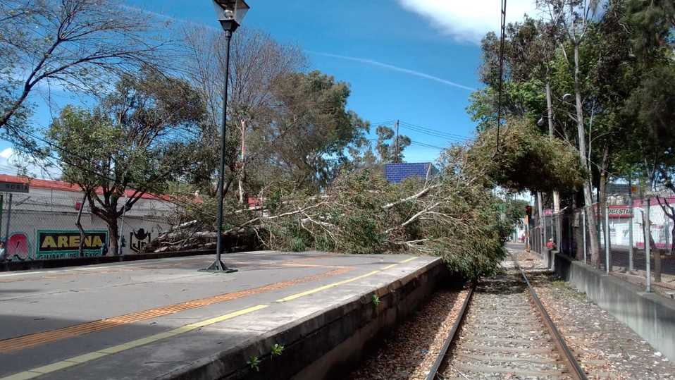 El árbol cayó sobre la vía de la estación La Noria del Tren Ligero.  (Tomado de @STE_CDMX)