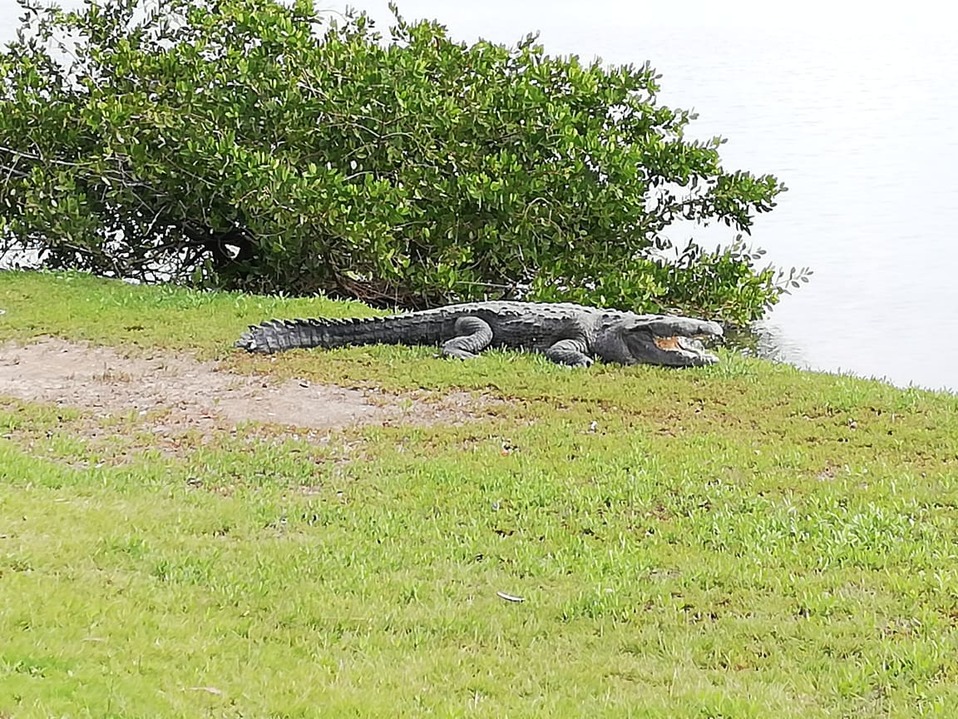 Cocodrilos tampico (Foto/Antonio Campos)