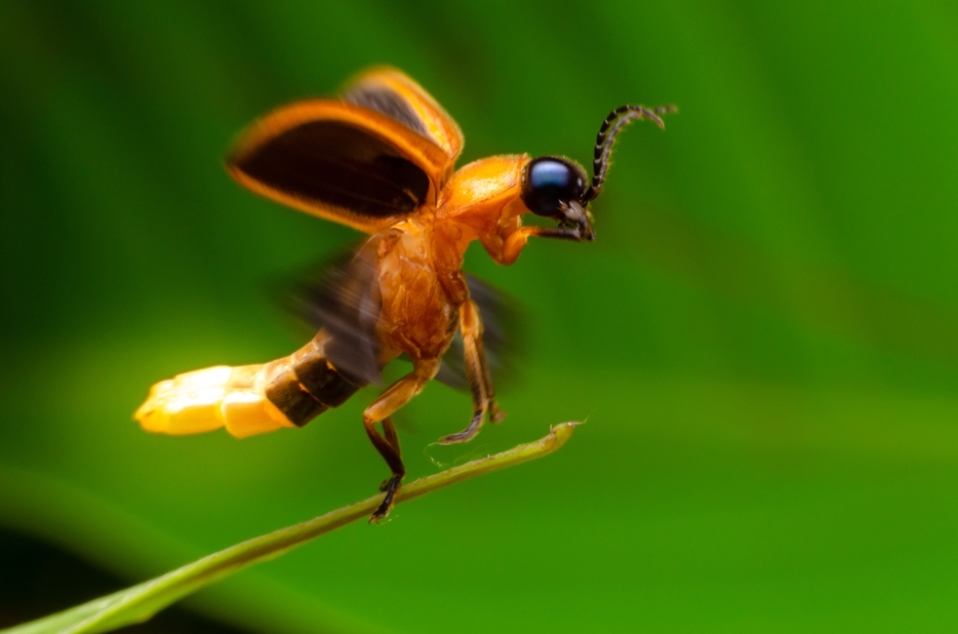 Las luciérnagas se encuentran amenazadas. (Shutterstock)