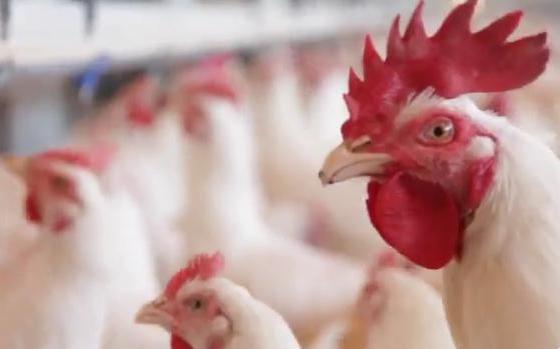 Bachoco aumenta ventas gracias a alimento para animales- Grupo Milenio