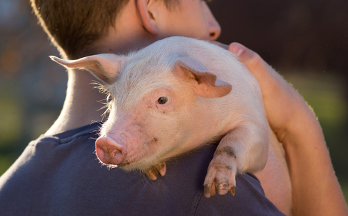 Los cerditos necesitan ser adoptados (Shutterstock).