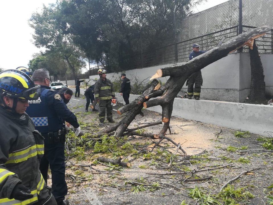 Bomberos laboraron porel árbol que cayó en la GAM. (Tomado de @Bomberos_CDMX)