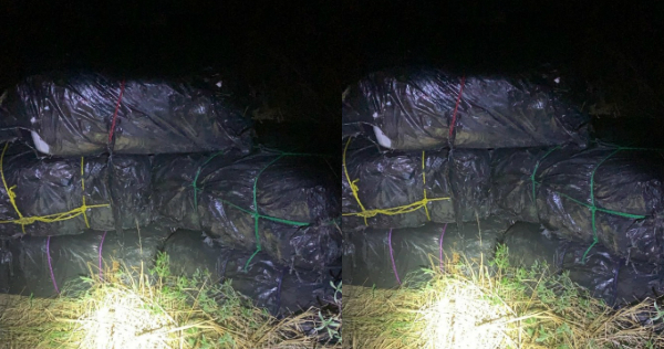 Decomisan marihuana (Foto/Cortesía)