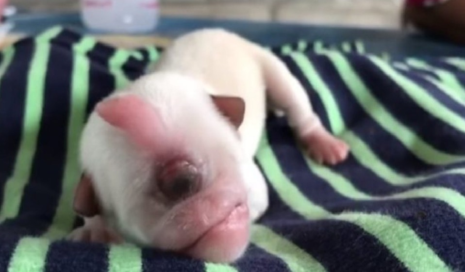 El cachorro nació con una malformación que lo hace ver como un cíclope. (Especial)