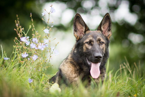 Perritas salvaron la vida de su dueña al detectarle cáncer de mama. (Shutterstock)