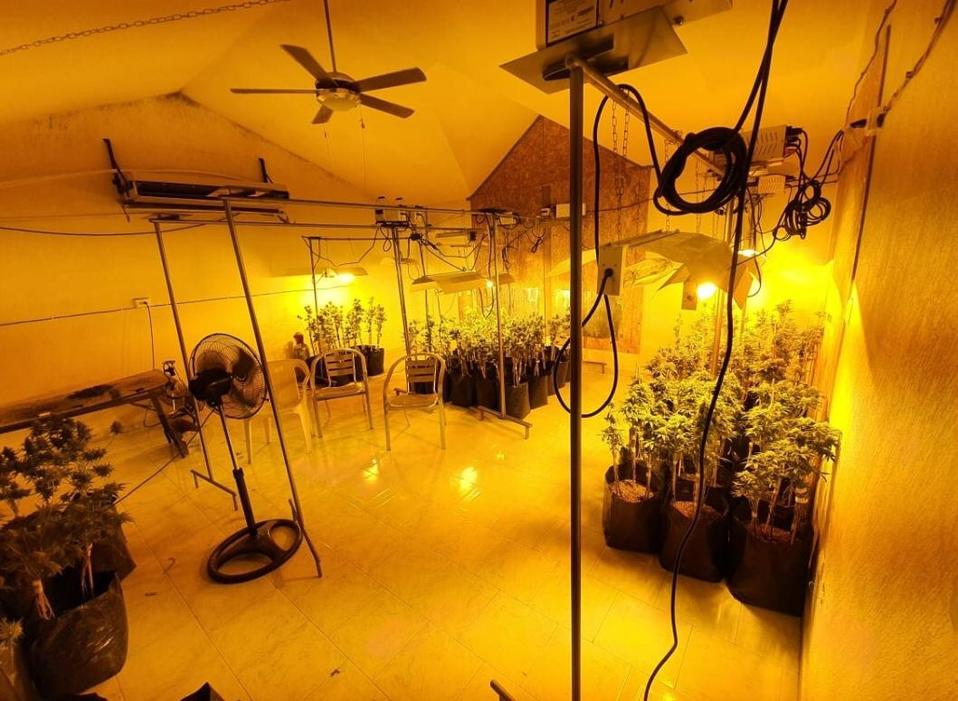 Los detenidos fueron acusados de siembra, cultivo y cosechas de plantas de mariguana con fines de comercio. (Especial)