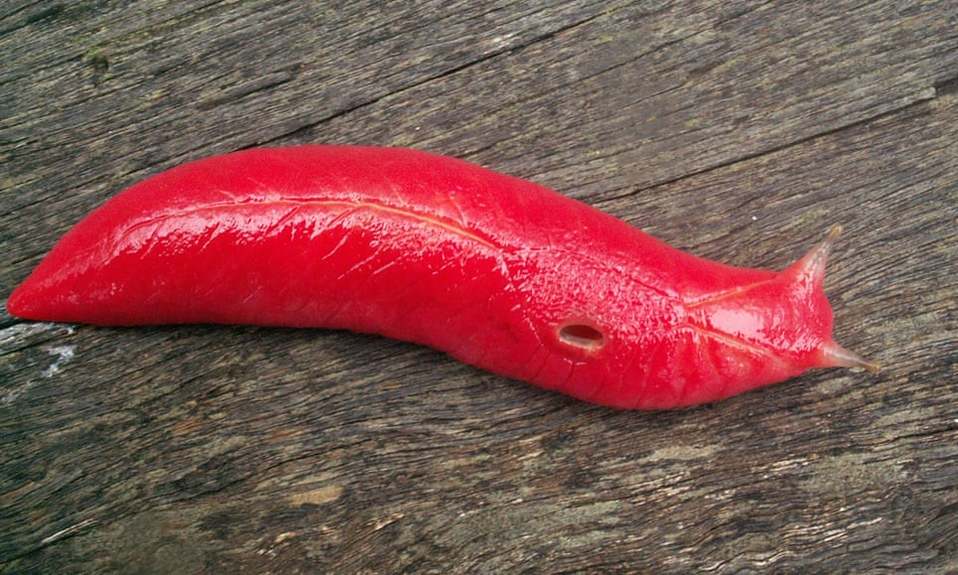 La babosa rosa sólo se encuentra el Monte Kaputar, al noroeste de Australia.(AFP)