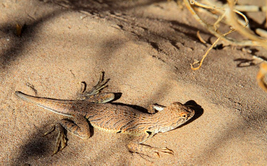 Coahuila UAdeC preservará flora y fauna del semidesierto Grupo Milenio