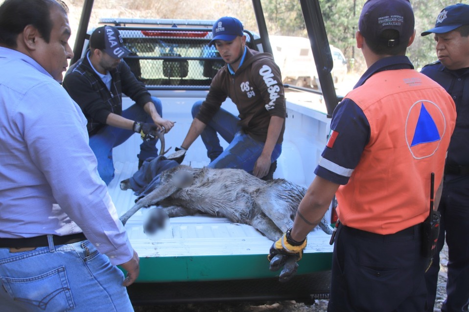 Policía Ambiental salva a venado
