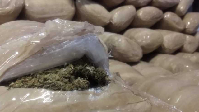 Aseguran predio con marihuana en Tepotzotlán