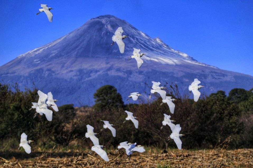 Puebla. Una parvada de garzas llega a un campo de maíz arado frente al volcán Popocatépetl en San Andrés Calpan. (Andrés Lobato | MILENIO)