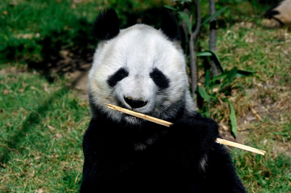 México. Shuan Shuan, una panda gigante, come bambú en el zoológico de Chapultepec de la Ciudad de México. (AFP)
