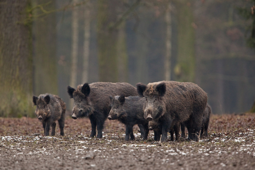 Un grupo de jabalíes (Shutterstock).
