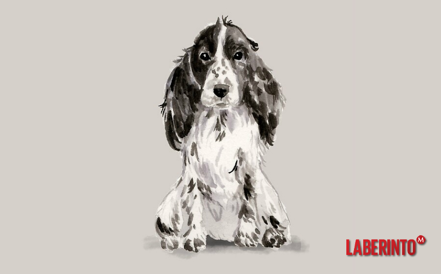 Flush, protagonista de la novela de Woolf, es un bello 'cocker spaniel'. (Especial)