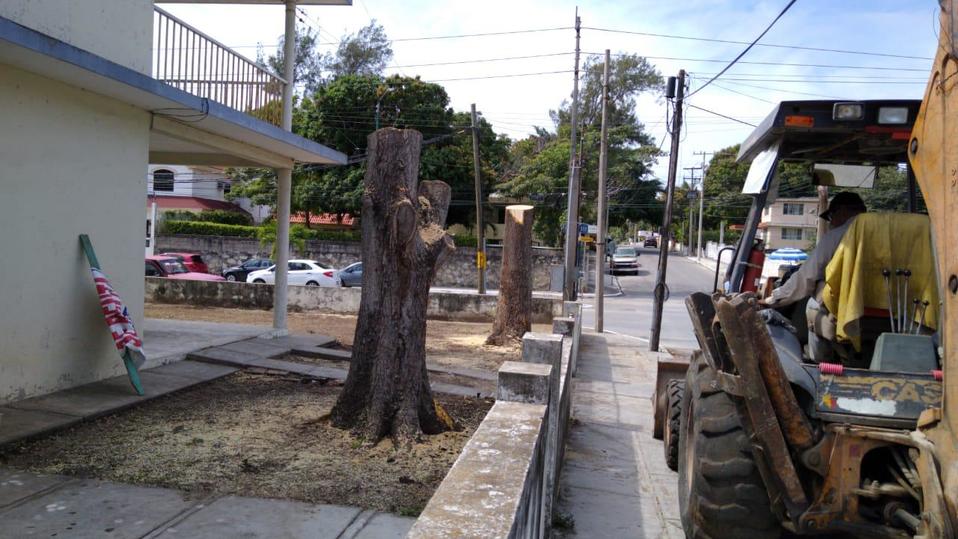 Talan árboles sin permiso de Ecología de Tampico en propiedad privada (Foto/Jesús Alberto García)