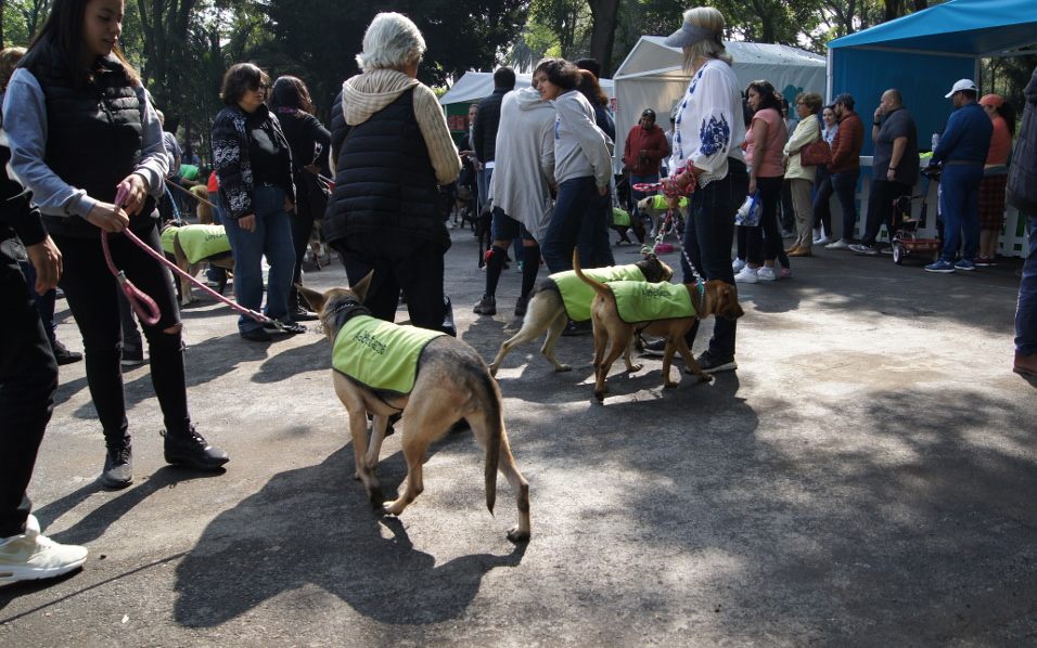 Adopta un Amigo para Siempre busca que la gente no compre mascotas, las adopte (Ramón Rivera)