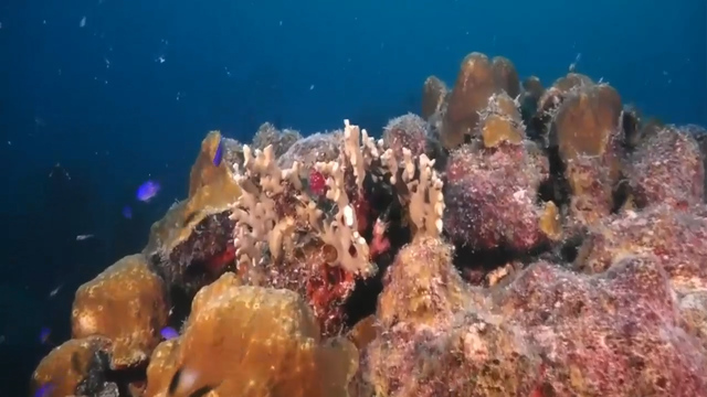 Capítulo 1: Akumal, la bahía de los arrecifes