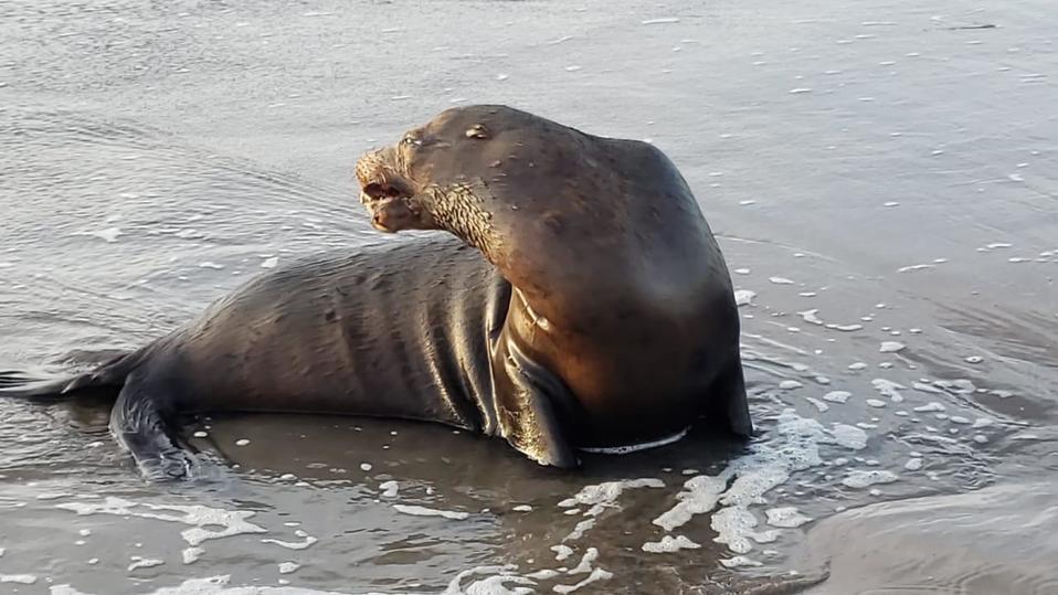 El lobo marino fue hallado herido.