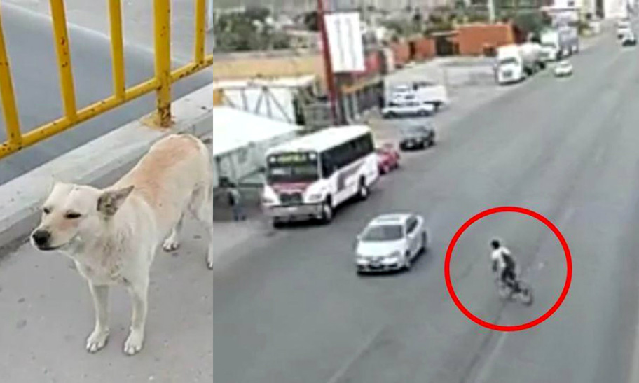 Perrito cruza el periferico por el puente peatonal en Gómez Palacio. (Milenio Digital)